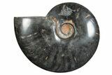 Polished Ammonite (Cleoniceras) Fossil - Unique Black Color! #282414-1